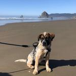 Cannon Beach
