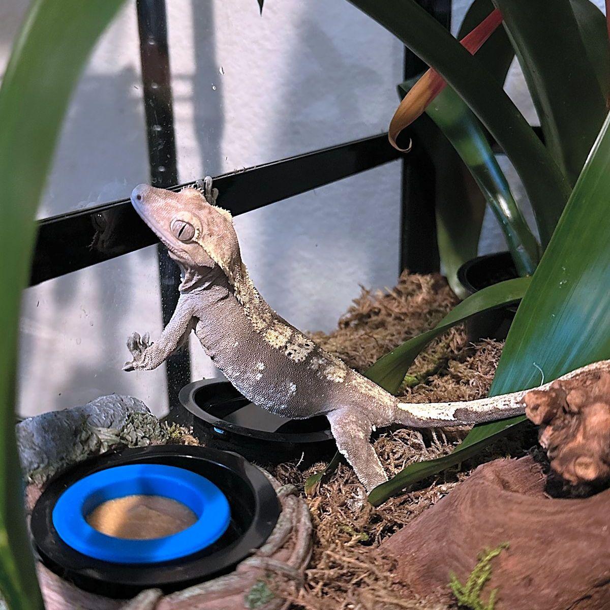 This is our well traveled gecko Khan
