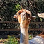 Drinks: The Shady Llama
