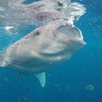Oslob whale shark watching