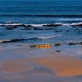 Penguin Parade