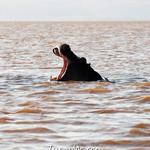 Lake Naivasha & Hells Gate