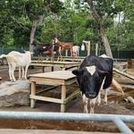 Cape May County Park & Zoo