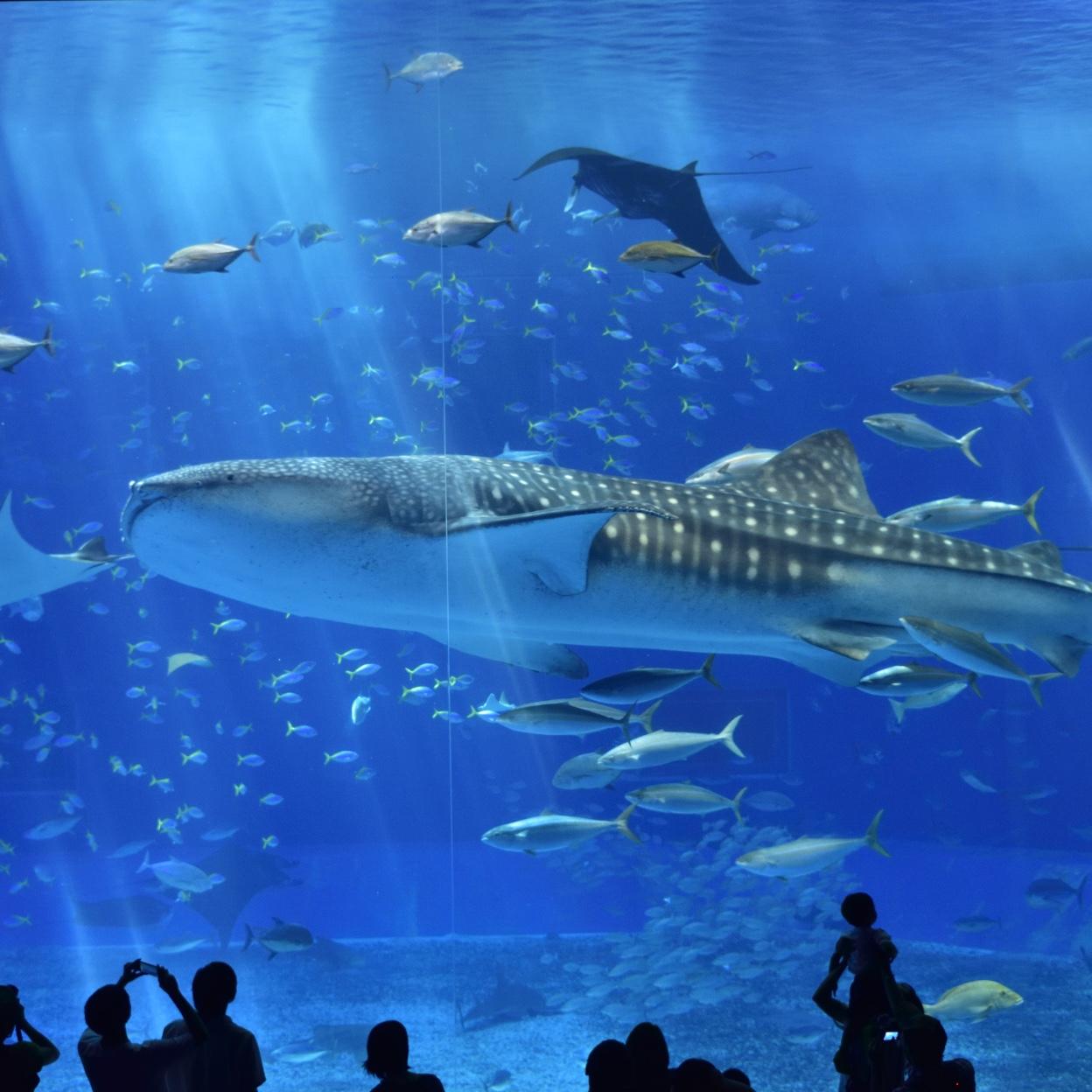 Our Honeymoon Fund (Card Payments)