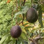 Avocado Tour