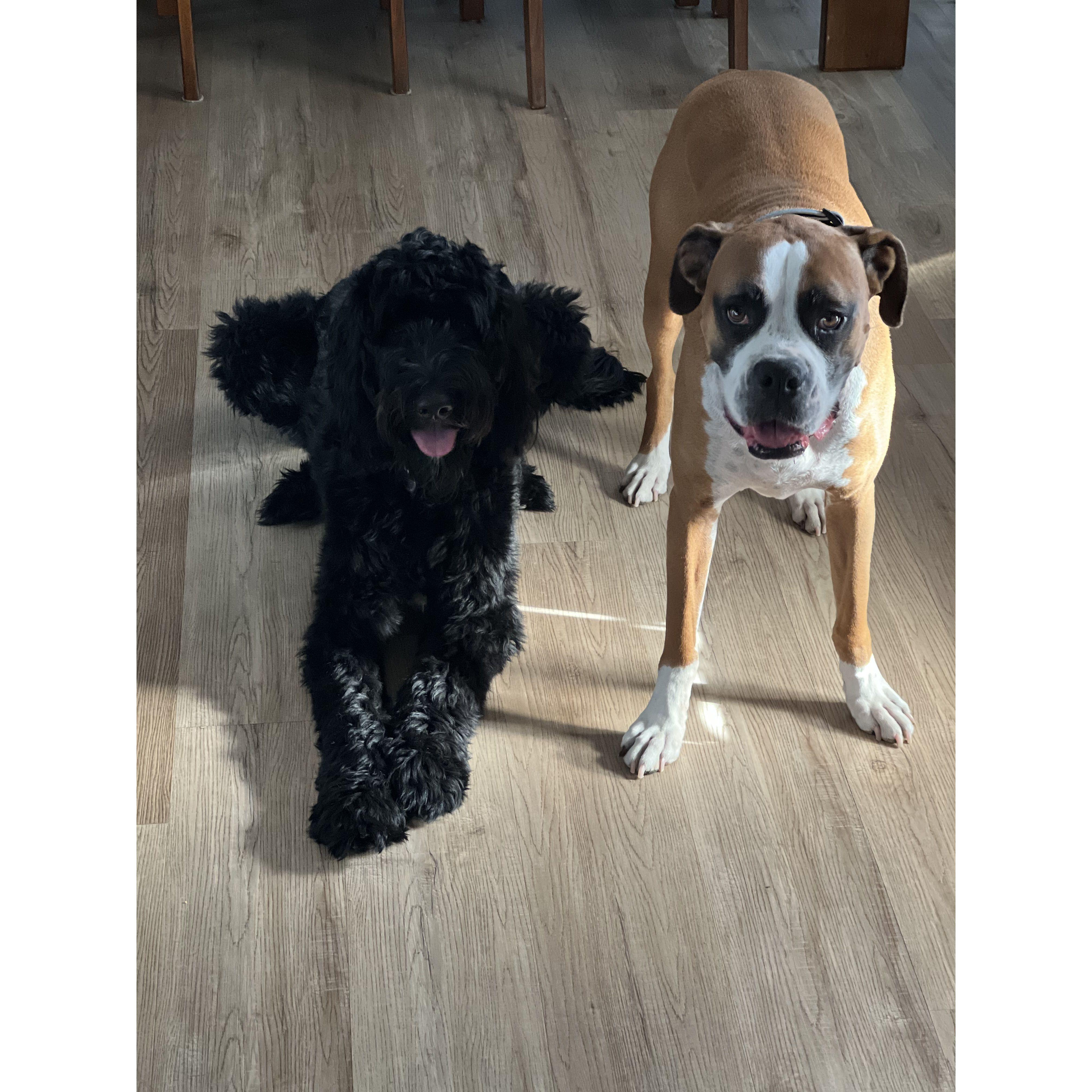 Mowgli & Canelo