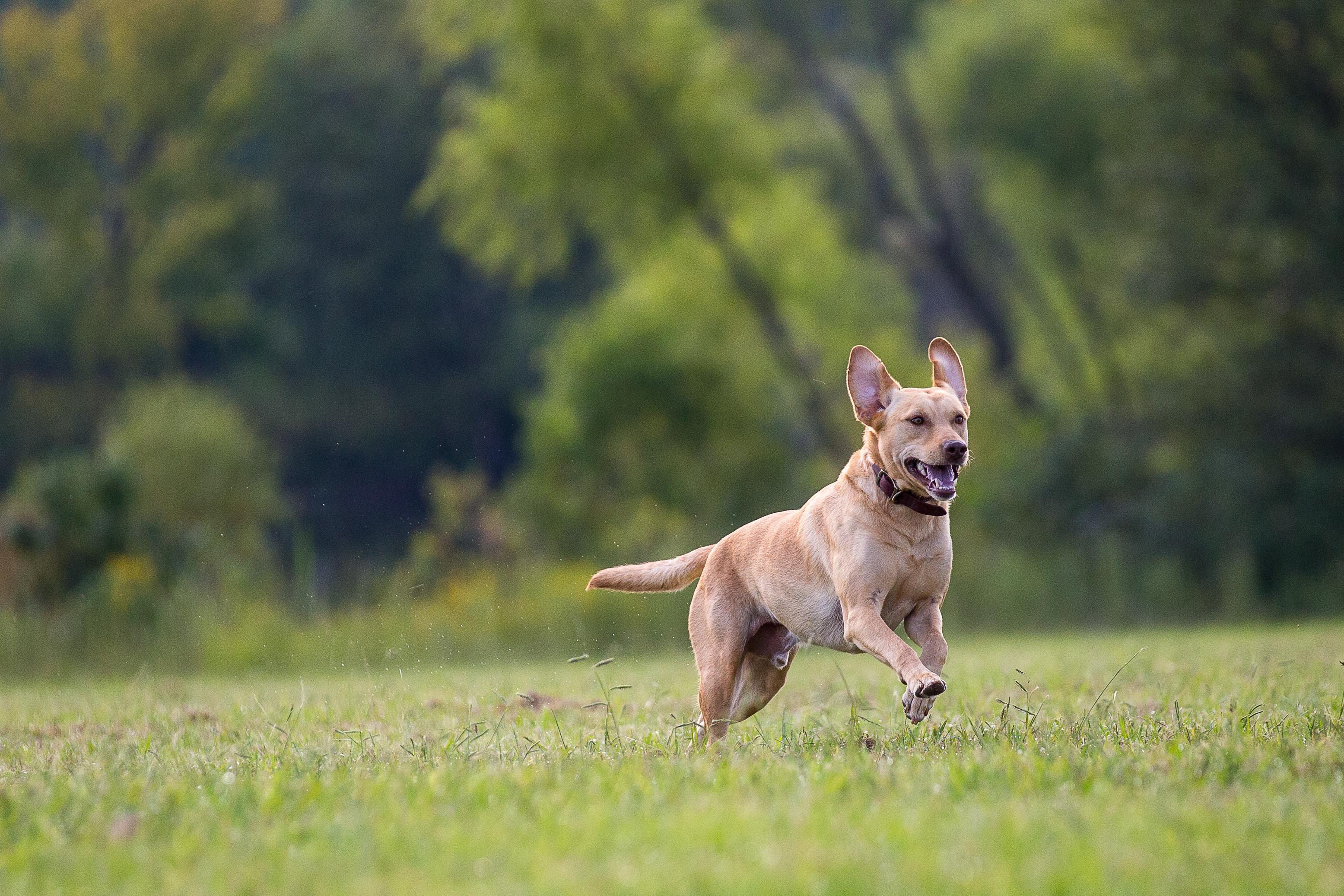 The Wedding Website of Kailey Efraimsen and Joshua Simmons