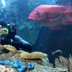Aquarium of the Pacific