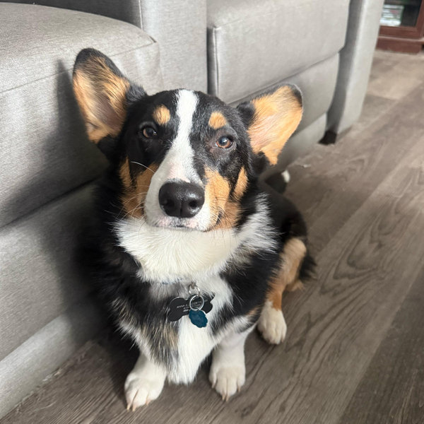 Odie’s Sibling