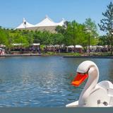The Woodlands