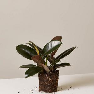 Rubber Tree