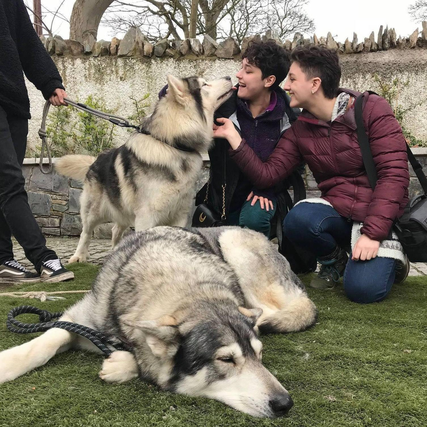 We met the direwolves! 
Game of Thrones Belfast tour 2018