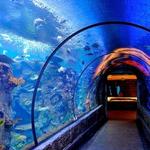 Shark Reef Aquarium