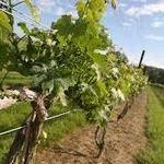 Slack Winery