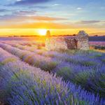 Lavender Fields