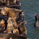 Santa Cruz Wharf