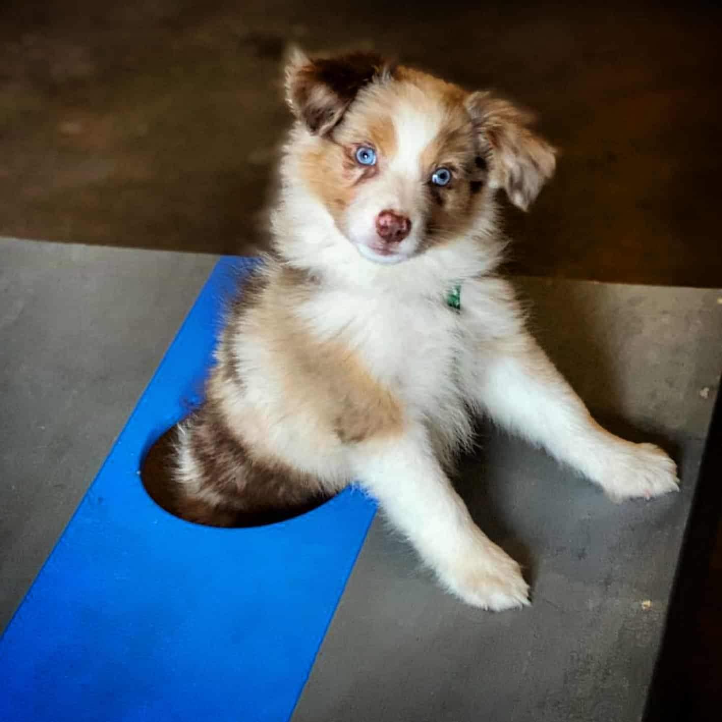 Baby Zoey fit into a Corn Hole