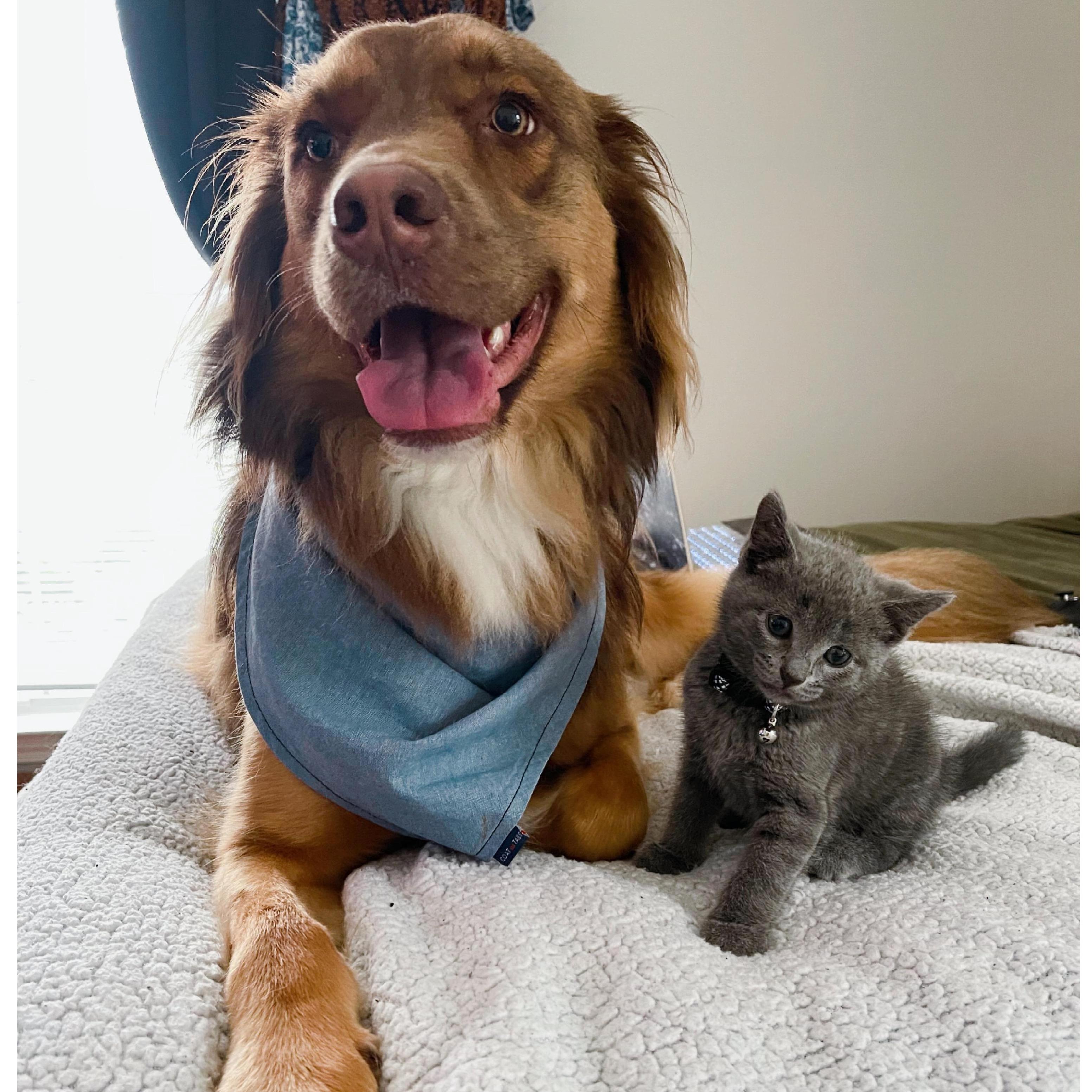 These are our fur babies! Chewbacca & Hardin.