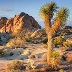 Joshua Tree National Park