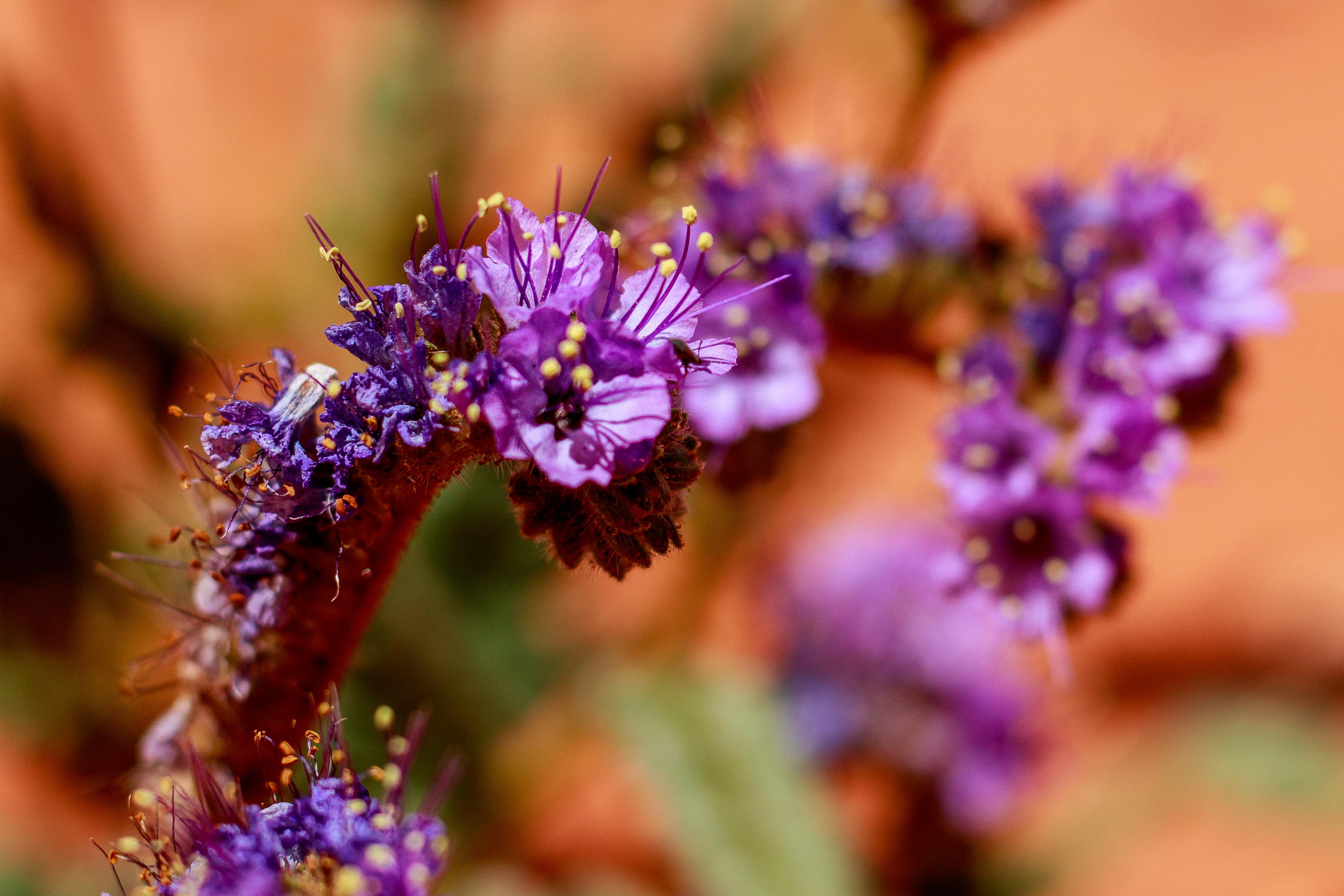 The Wedding Website of Maria de Jesus Flores and Mark Trosper