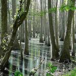 The Great Dismal Swamp