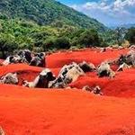 Dunas Rojas de San Francisco, Pacula