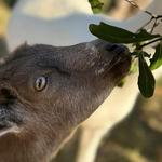 The Goatery at Kiawah River