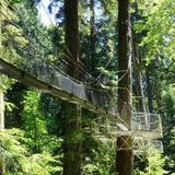 Greenheart TreeWalk