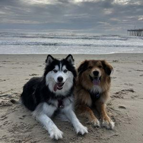 Our Pet Toy Fund