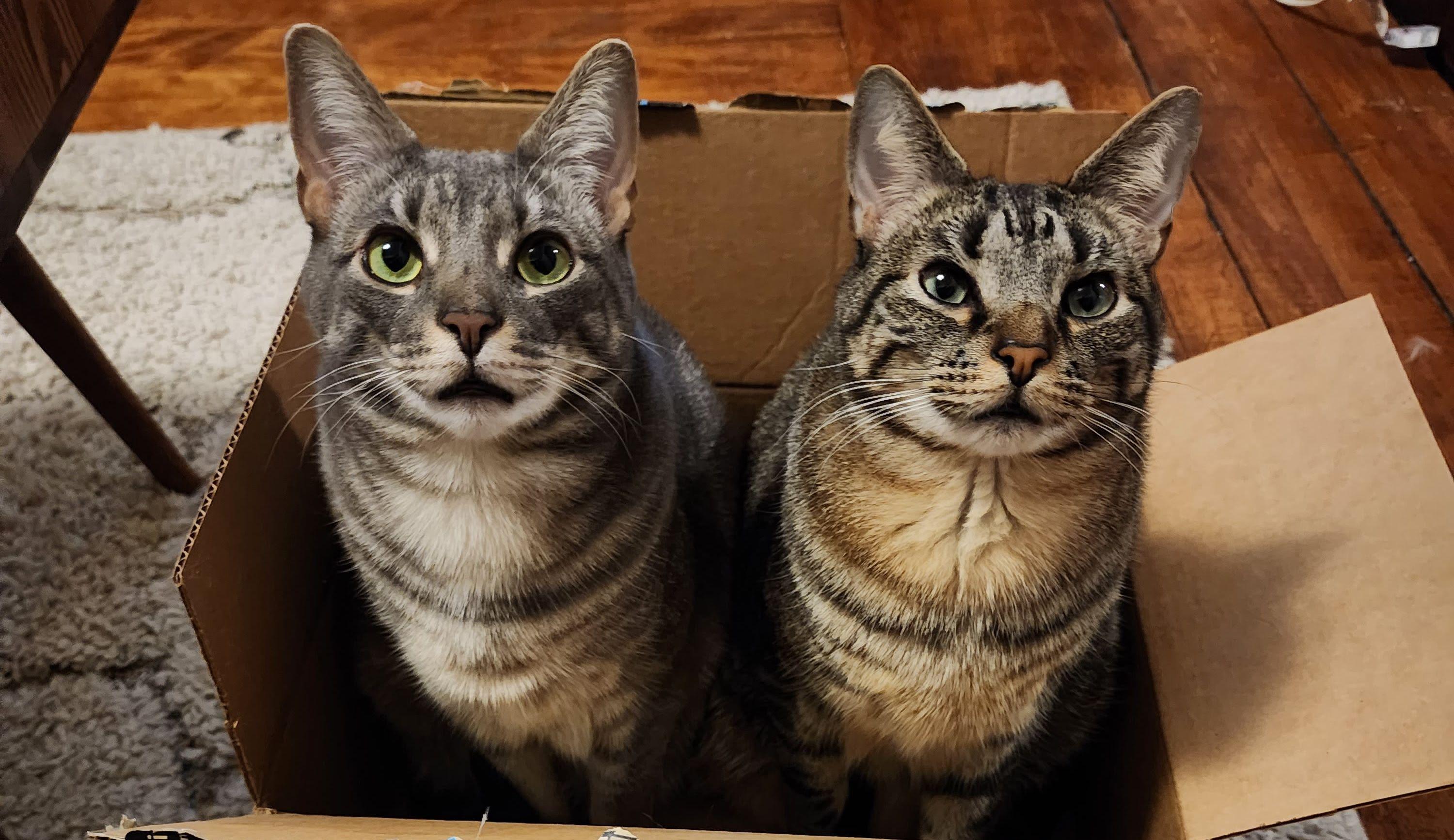 The Wedding Website of Janaki Perera and Sean Lowen