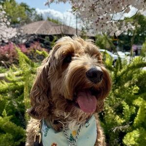 Nori's Kibble Fund