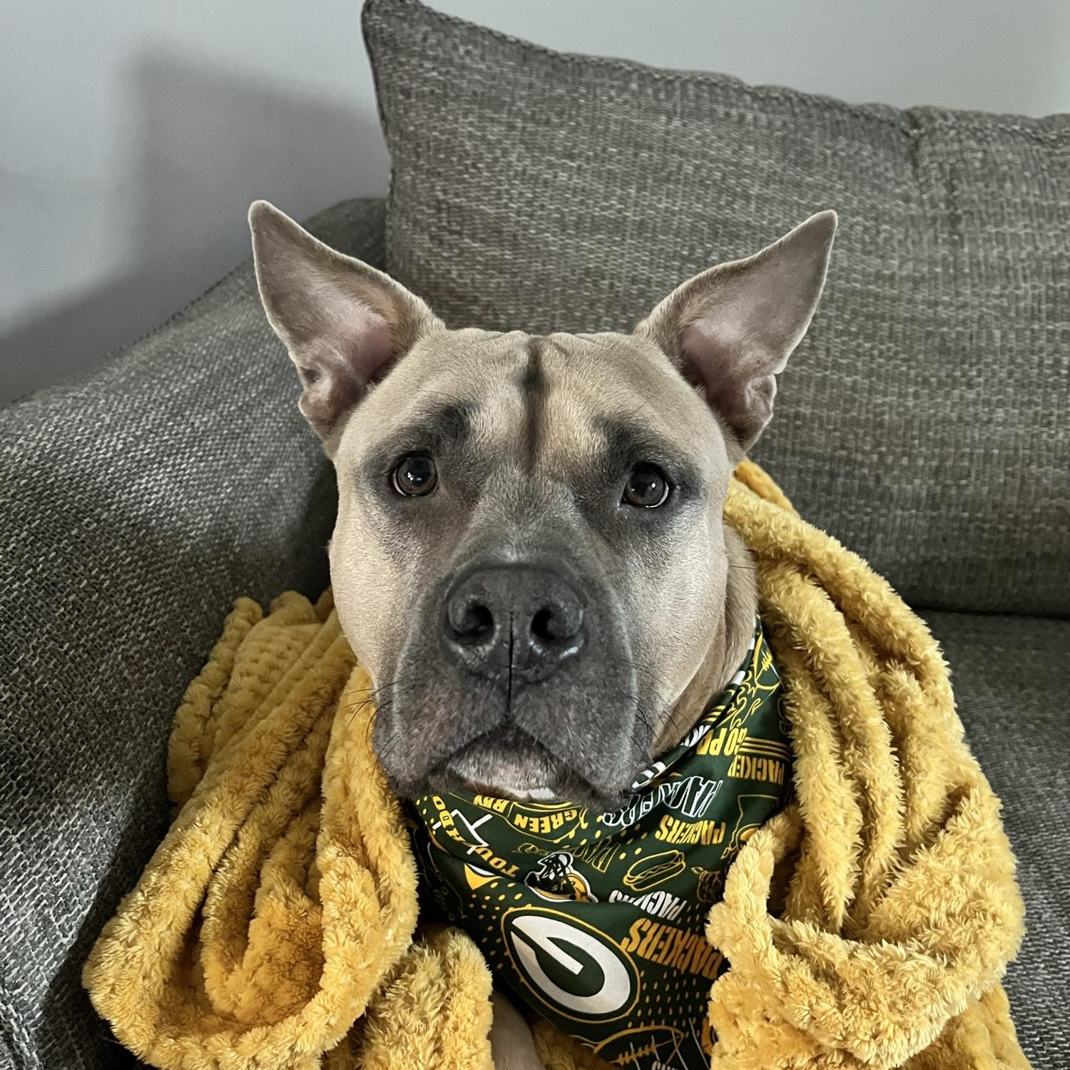 Our goodest boy!