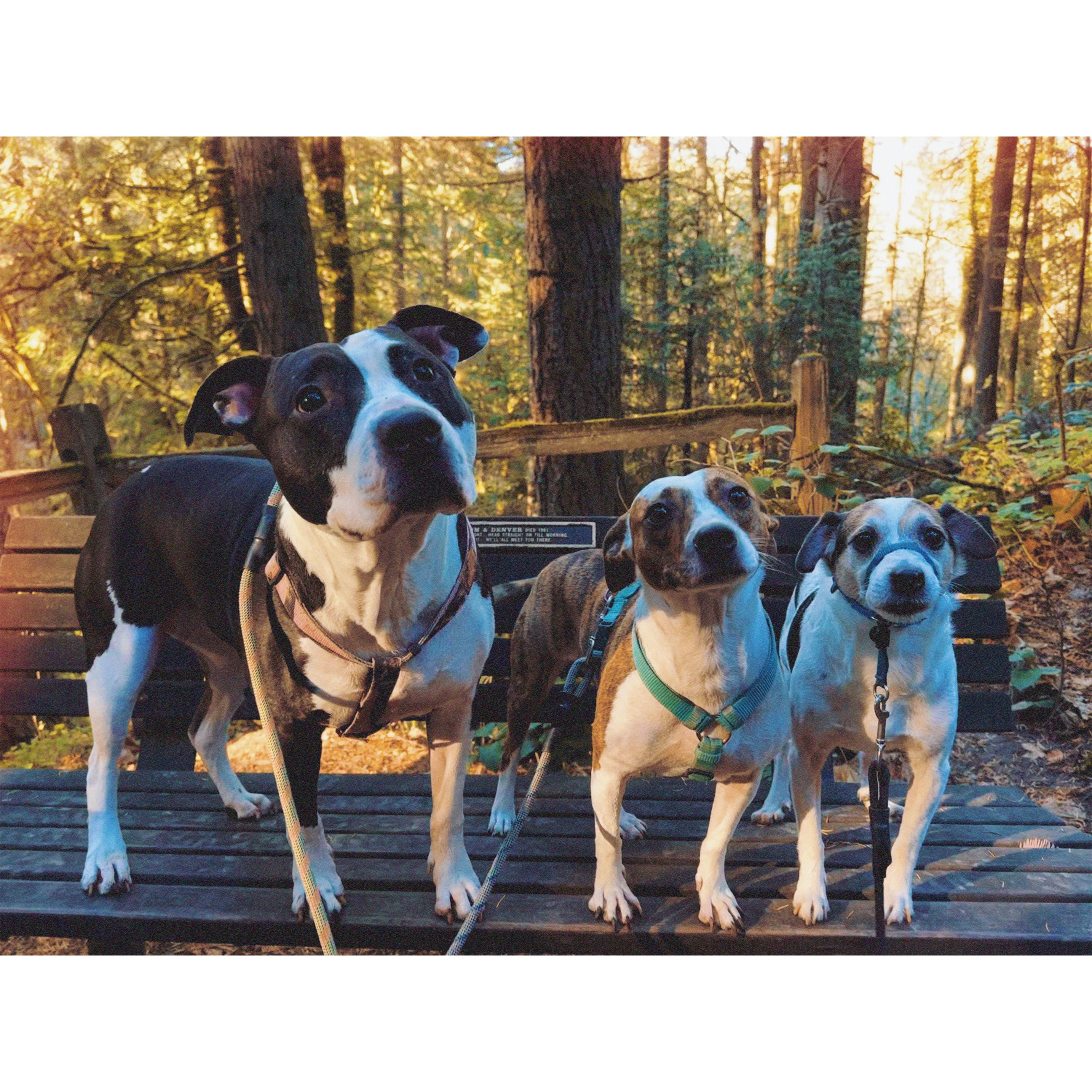 the three that make us a family.