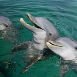 Dolphin Discovery Punta Cana