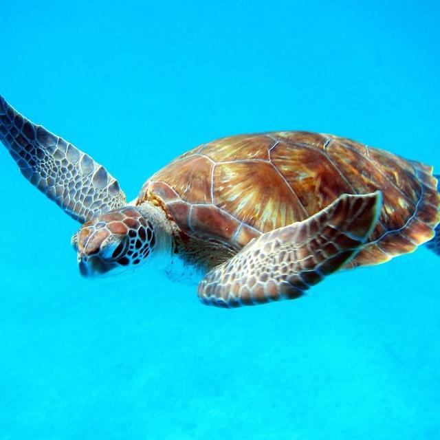 Swim with Turtles, Shipwrecks and Snorkel in Bridgetown, Barbados