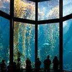 Monterey Bay Aquarium