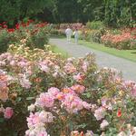 Owen Rose Garden