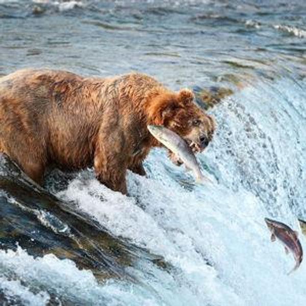 Brooks Falls Bear Viewing