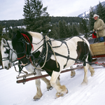 320 Guest Ranch Sleigh Ride