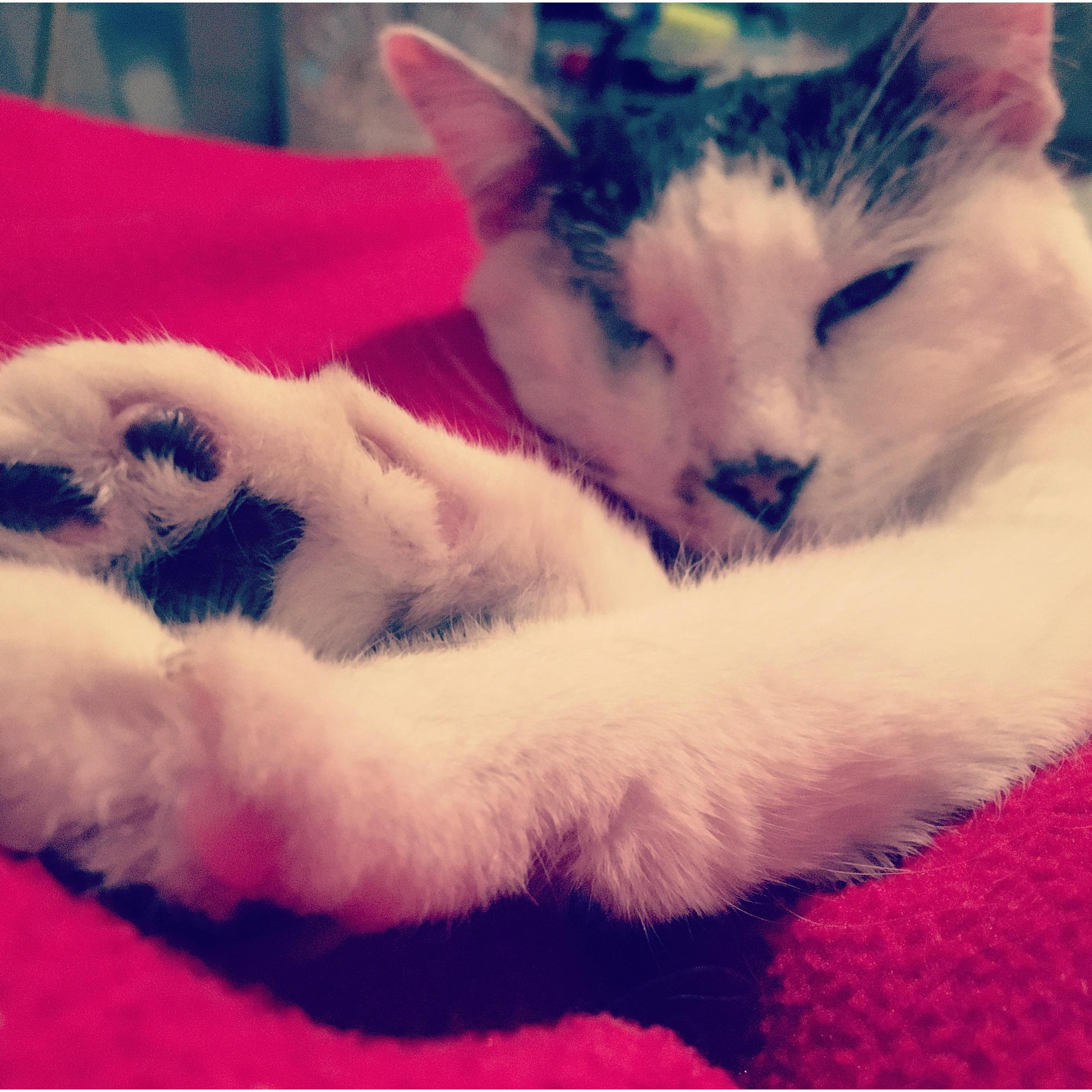 Our one eyed wonder, Brucie Marbles