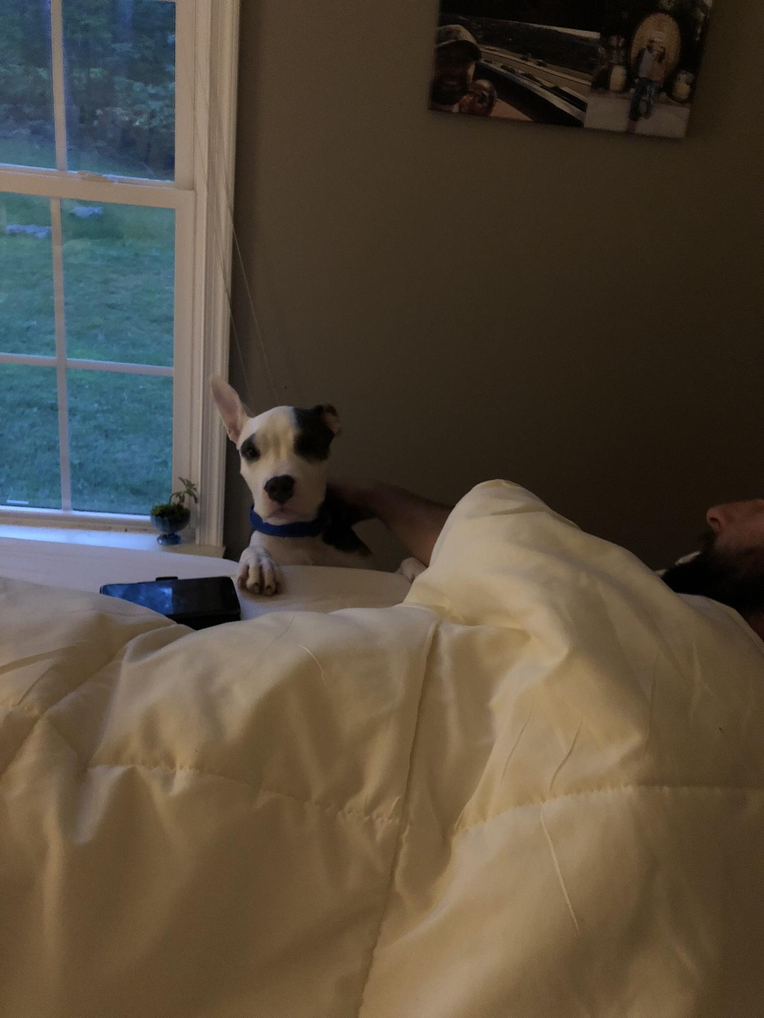 Our first fur baby