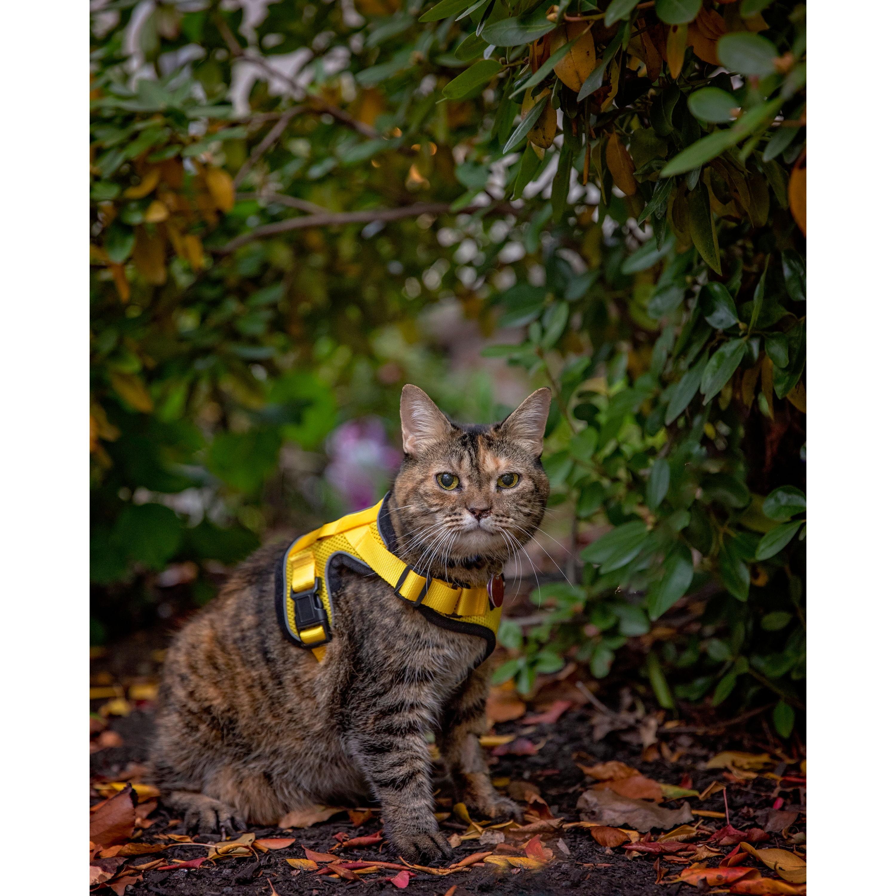 Good thing Nala was not an outdoor cat. Otherwise all of the plants would be dead. Her saliva was toxic to greenery