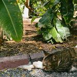 The Hemingway Home and Museum