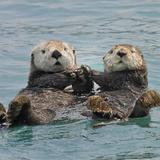 Monterey Bay Aquarium