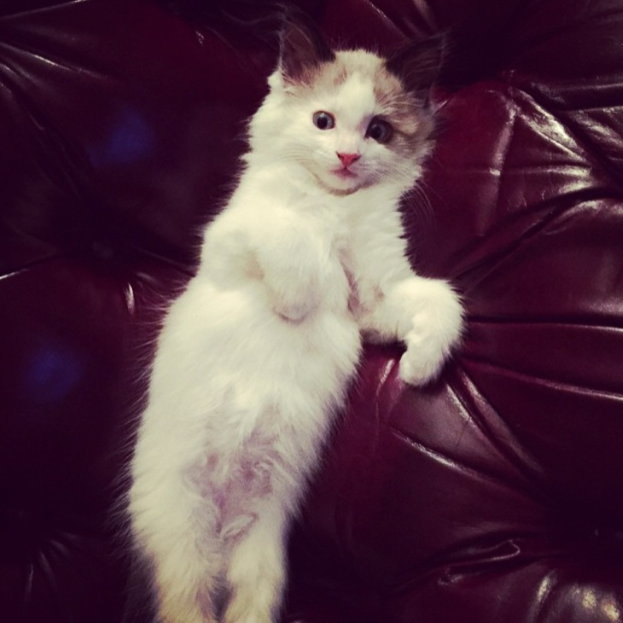 2015 - Murray joins the family