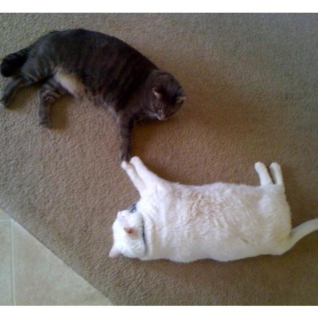 2010. Thank goodness our cats got along... eventually! The yin & yang that was Billi and Henri.