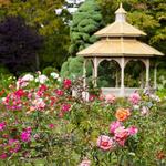 International Rose Test Garden