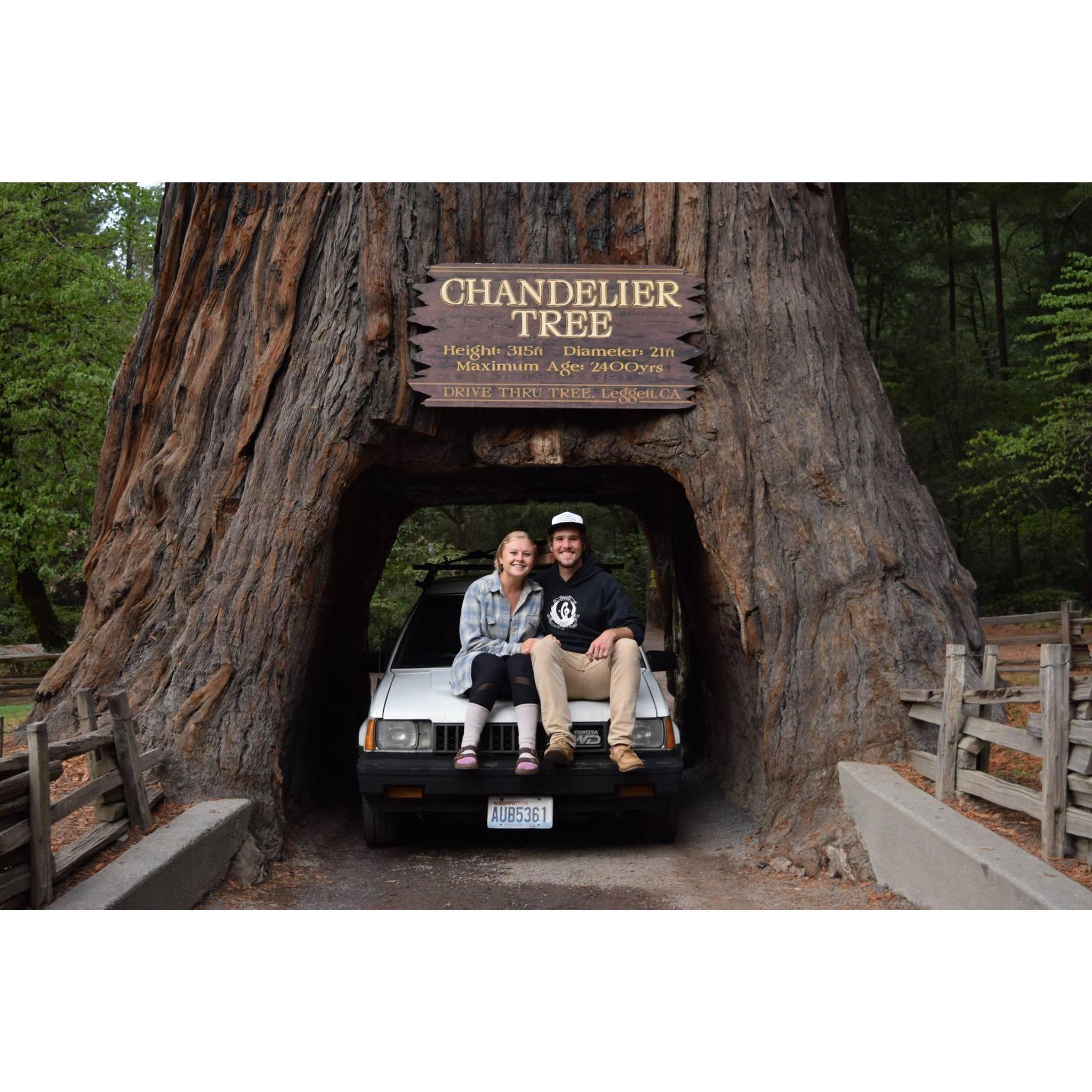 When driving down the entire West Coast you also need to drive through a redwood tree.