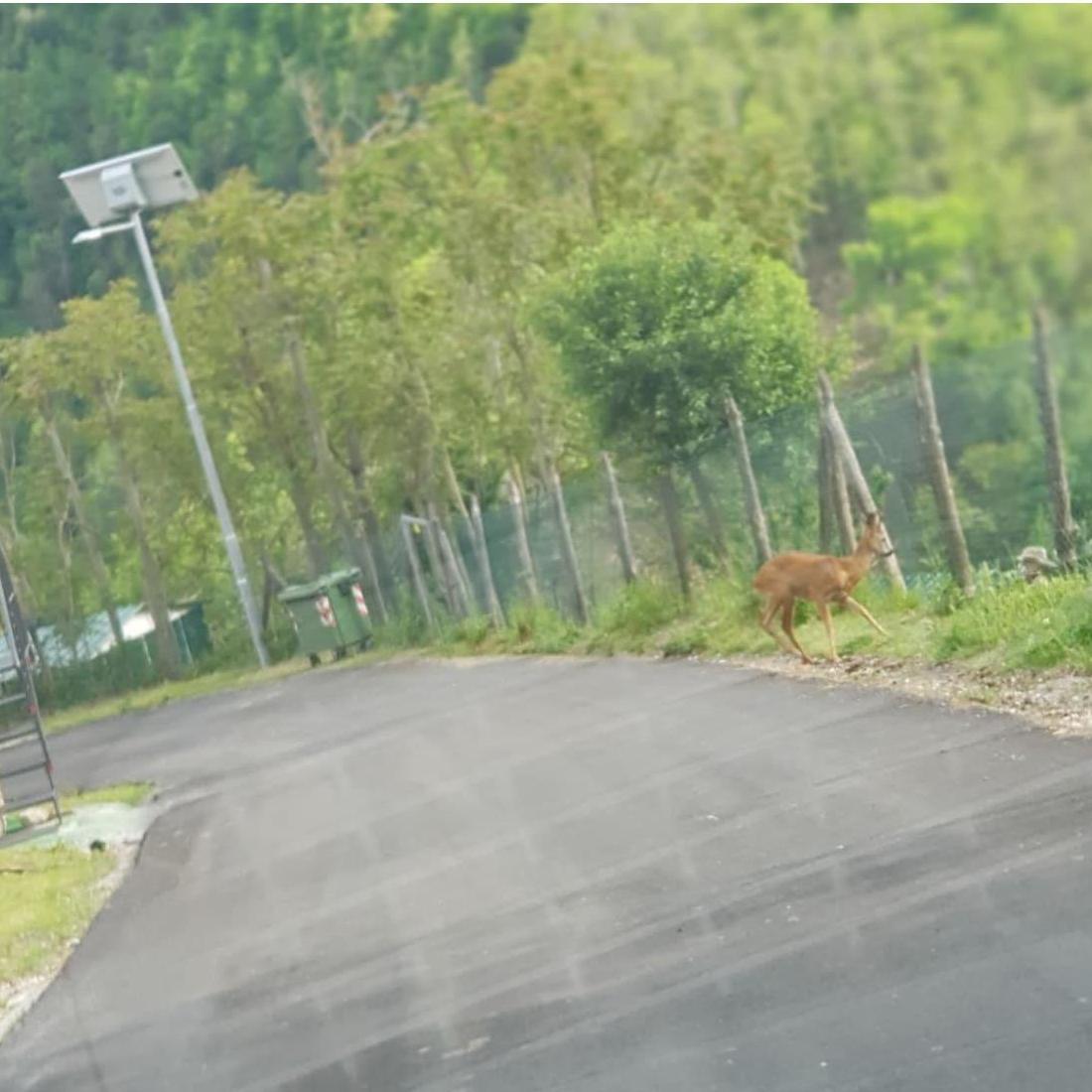 watch out for wild crossings
