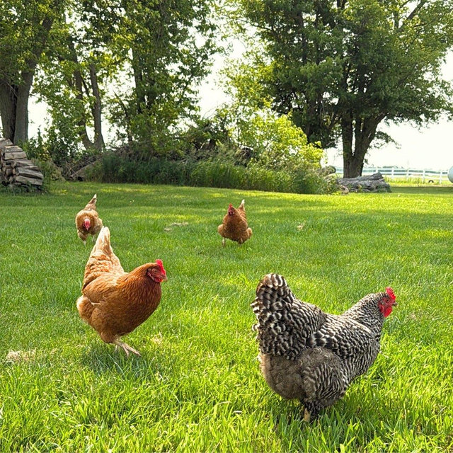 Livestock Feed